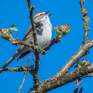 Chipping Sparrow.jpg