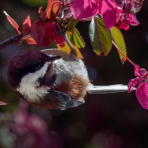 Chestnut-backed Chickadee.jpg