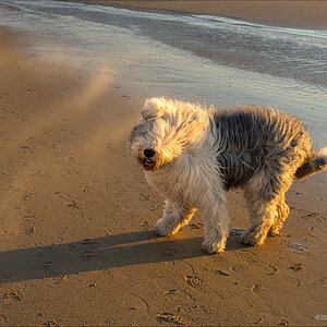 EMG18566-Strand-Egmond-ISO400-dt-2023-web.jpg