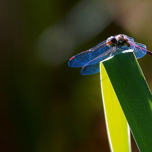 Rote Heidelibelle-1.JPG