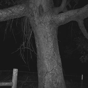 Creepy Tree.jpg