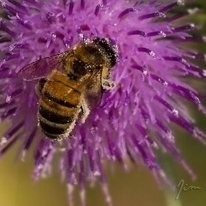 Bee @ Hume Weir 111208.jpg