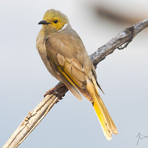 White Plumed Honeyeater.jpg