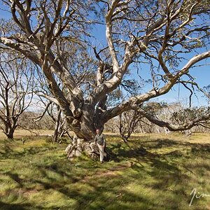 Old Snow Gum.jpg