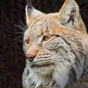 -Luchs2-.jpg