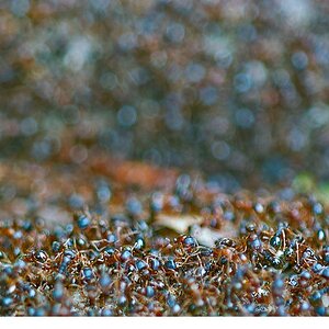 ants-JDH.jpg