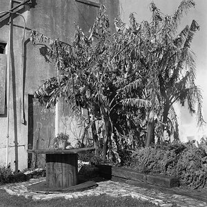 Galveston Courtyard Flora-1.jpg