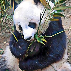 panda-1551326-639x852-udnie-2.0.jpg