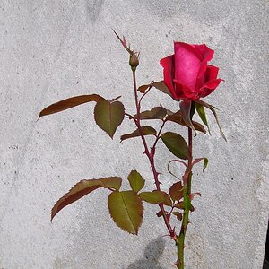 P1100573.jpg