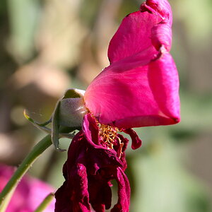 IMG_2064.JPG