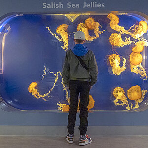 Jellies.jpg