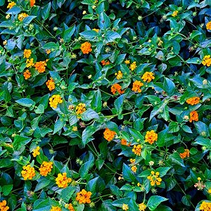Yellow Flowers.jpeg
