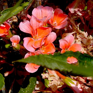 Cropped Gdn00002.JPG