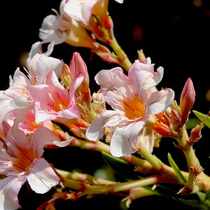 Cropped Gdn00004.JPG