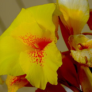 Cropped Gdn00005.JPG