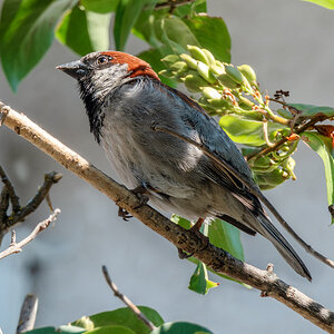 Male House Sparrow.jpg