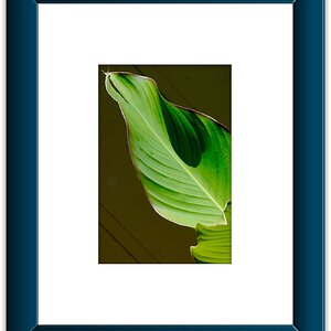 Leaf Framed 12A.jpeg