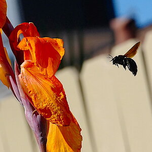 Final Approach'.JPG