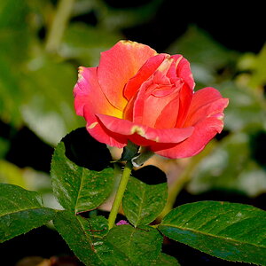 00005Garden 8:28.jpeg