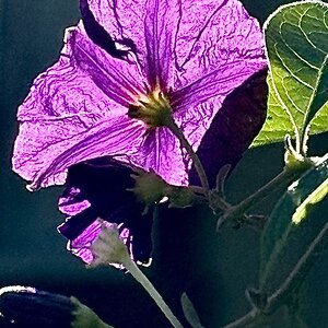IMG_0024.jpeg