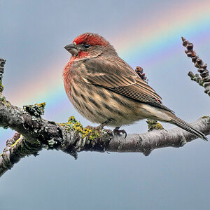 House Finch.jpg