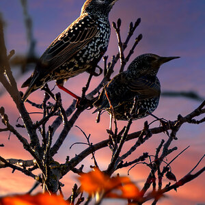 Immature Starlings.jpg