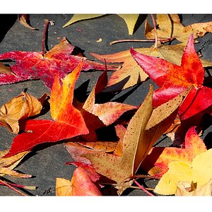 2023-11-19 at 1.53.27 PMLeaves 3.JPG