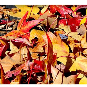 2023-11-19 at 1.53.27 PMLeaves 4.JPG