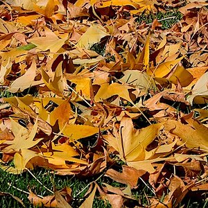 2023-11-19 at 1.53.27 PMLeaves 5.JPG