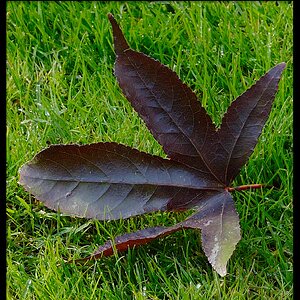 2023-11-19 at 1.53.27 PMLeaves.JPG
