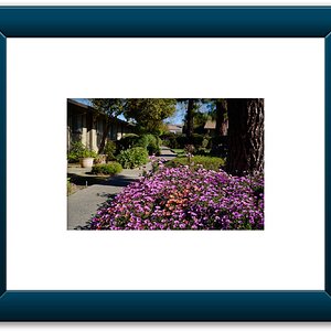 Flowers Pathway...jpg