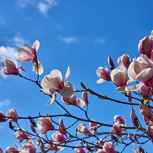 magnolia-02-small.jpg