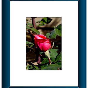 Red Rose Framed.jpeg