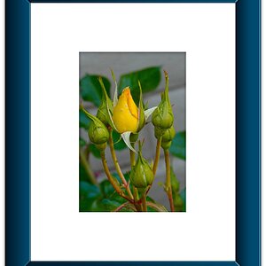 Rose Yellow Framed.jpeg
