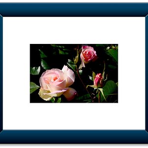Rose Framed.jpeg
