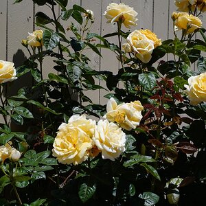 00003Resixe 5:1.jpg