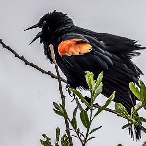 Red-winged Blackbird.jpg