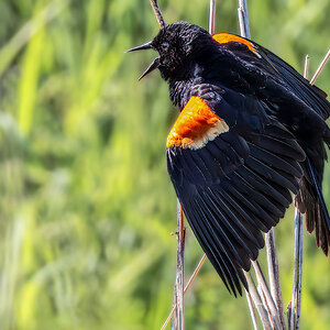 Red-winged Blackbird show off.jpg