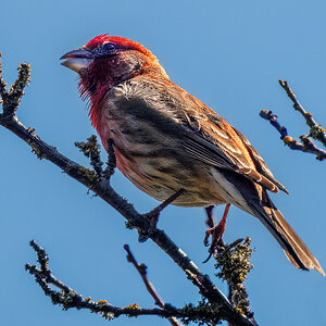 House Finch.jpg