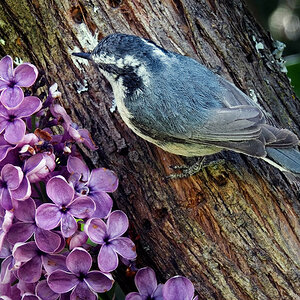 Red-breasted Nuthatch & lilac.jpg