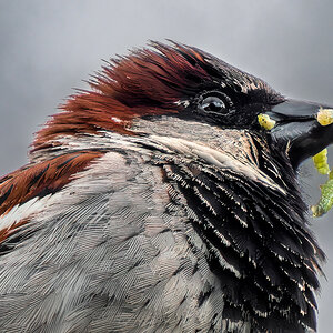 House Sparrow Breakfast.jpg