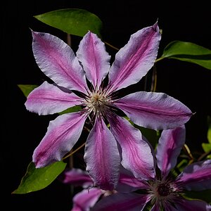 clematis-01.jpg