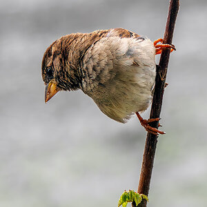 House Sparrow on a branch.jpg