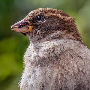 House Sparrow Portrait.jpg