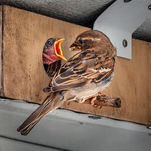 House Sparrow family.jpg