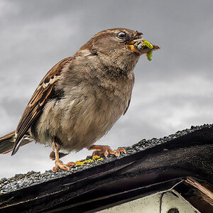 House Sparrow delivery.jpg