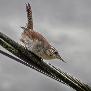 Bewick's Wren.jpg