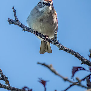 Chipping Sparrow.jpg