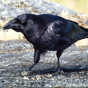 Crow eating lichen.jpg