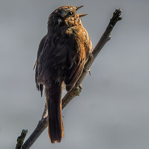 House Sparrow sunrise.jpg